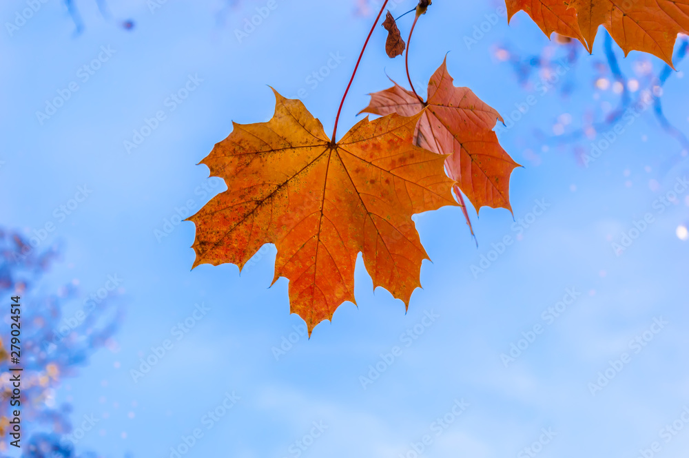 Autumn red and orange maple leaves agains blue sky. Bokeh on blue background Autumn red and orange maple leaves agains blue sky. Bokeh on blue background