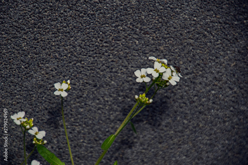 small delicate charming white flowers on a gray interesting background on a summer day © Joanna Redesiuk