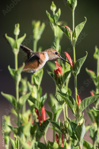 Hovering Hummingbird extracting the nectar from the wildflowers in the garden during summer.
