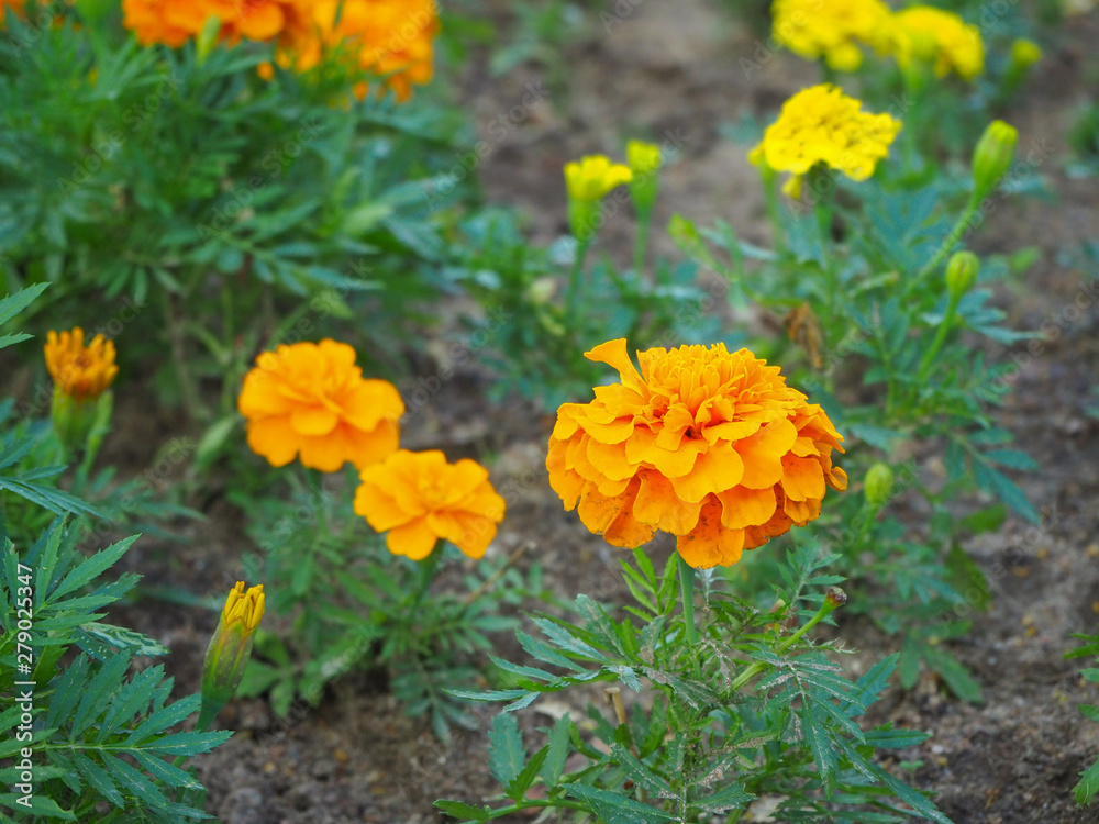 Close up head of beautiful orange marigold flower (Tagetes erecta, Mexican, Aztec or African marigold) in the garden with blured flowers on the background.