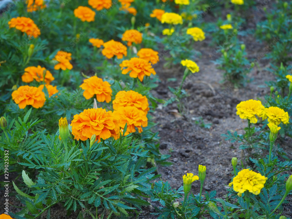 Close up field of beautiful orange marigold flowers (Tagetes erecta, Mexican, Aztec or African marigold) in the garden with blured flowers on the background.