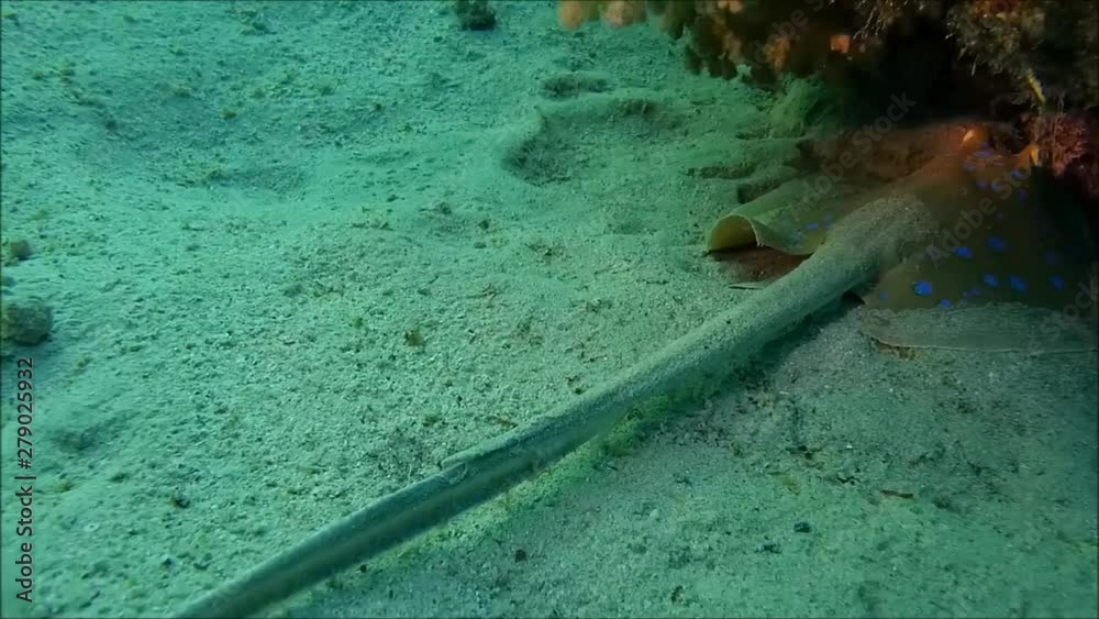 Ägypten. Rotes Meer.