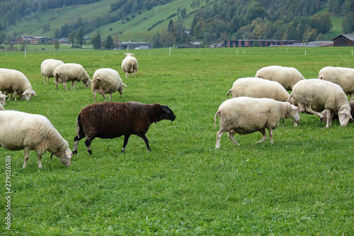 sheep in field