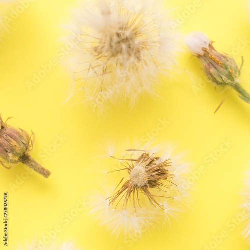 Fluffy dandelions and closed flower buds lie in rows on yellow paper  top view.