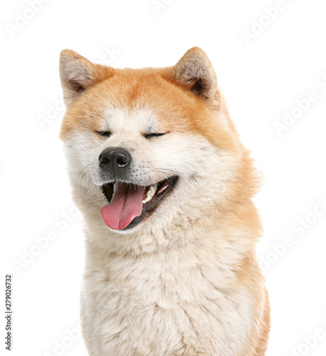 Cute Akita Inu dog isolated on white