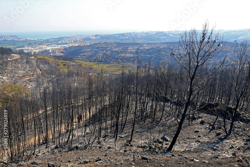 Day after wildfire