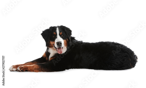 Funny Bernese mountain dog on white background