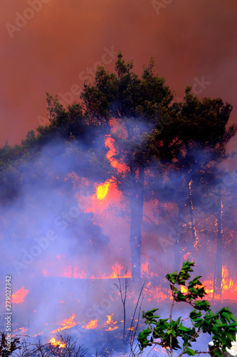 Massive Wildfire