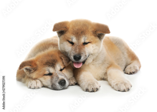 Adorable Akita Inu puppies on white background