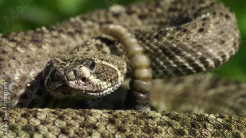 Rattle snake