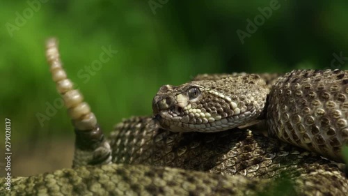 Rattle snake