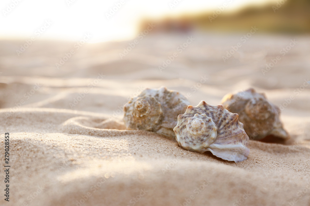 Fototapeta premium Different seashells on sandy beach. Space for text