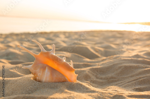 Sandy beach with beautiful shell near sea on summer day. Space for text