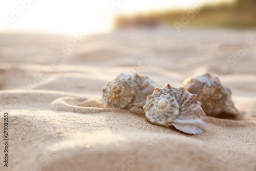Different seashells on sandy beach. Space for text © New Africa