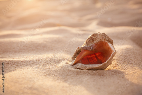 Sunlit sandy beach with beautiful seashell on summer day. Space for text