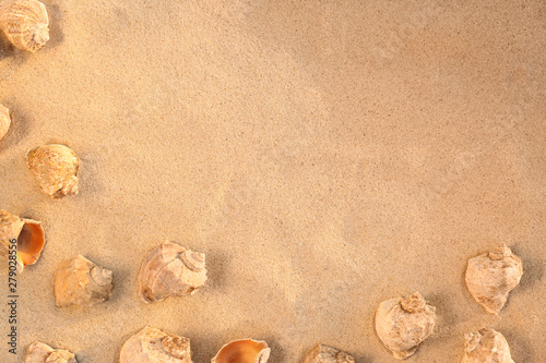 Flat lay composition with seashells on sandy beach. Space for text