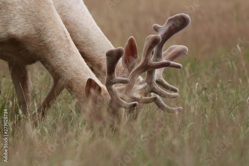 2 white deer eating with blurred out foreground. Richmond park.