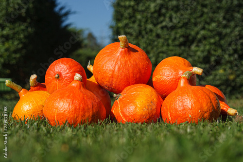 Hokkaido Pumpkins in grass - late summer