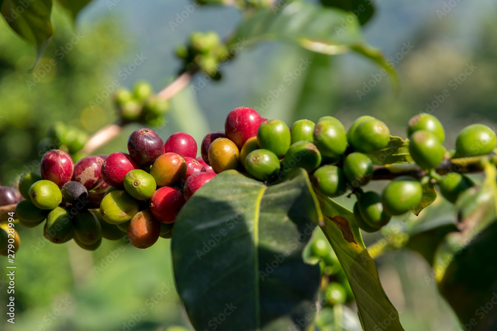 cafetales colombianos cafetales colombianos