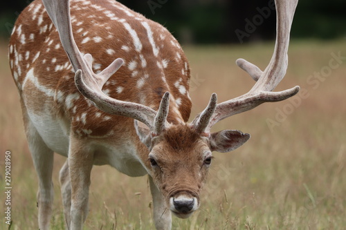 Crouched Deer. Richmond Park.
