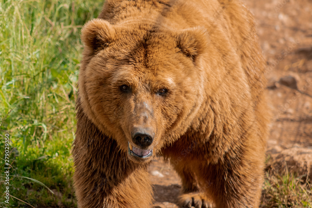 brown bears enjoying their enclosure while they walk and rest