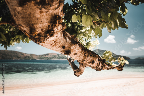 A tree at a loeny beach at a privat Island in the Philippiens(Coron Island) photo