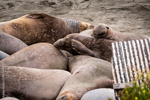 Elephant seal at Piedras Blancas Rookery in San Simeon, California near a drainage pipe scratches its forhead while all but one of the seals sleep around it. photo