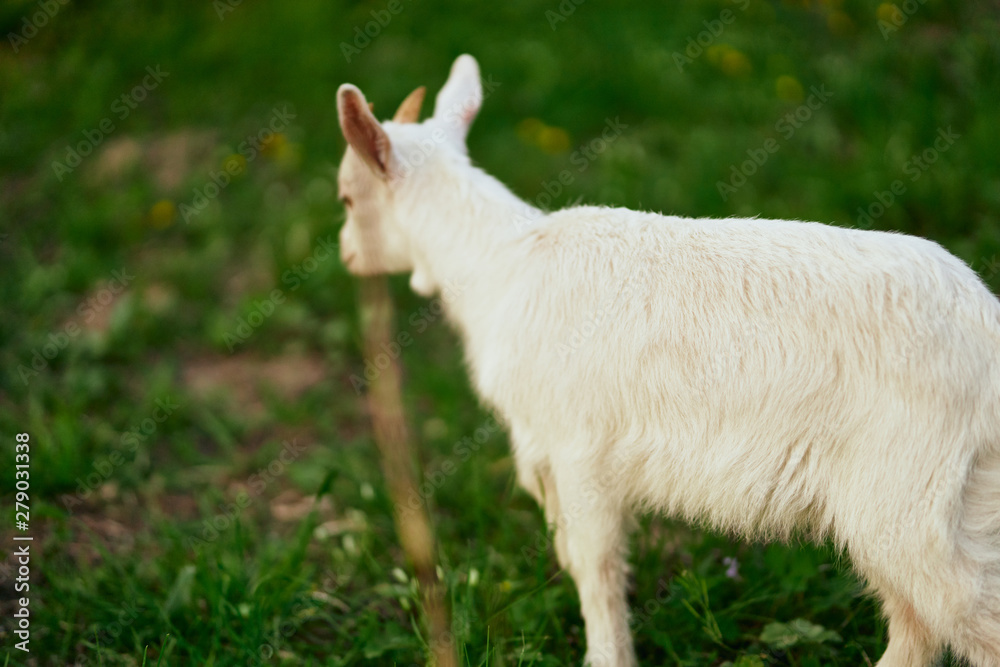 goat on a meadow goat on a meadow