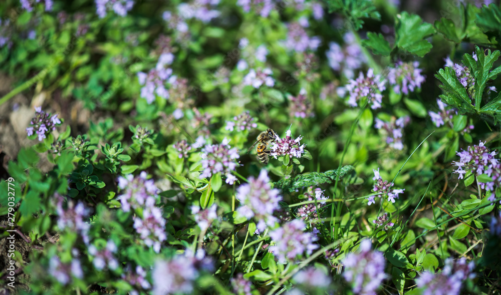 Medical plant. Thymus serpyllum , common name Breckland wild thyme . Medical plant. Thymus serpyllum , common name Breckland wild thyme .