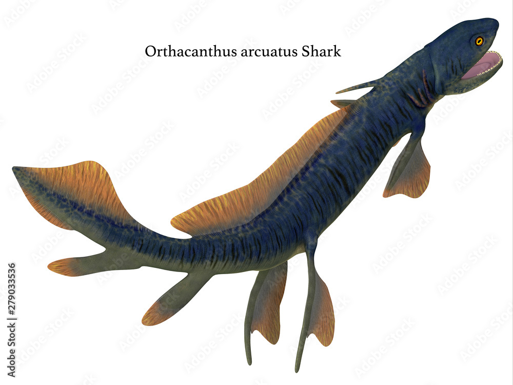 Orthacanthus Shark Tail with Font Orthacanthus was a carnivorous