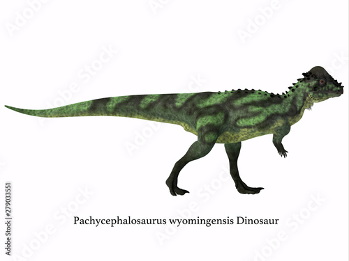Pachycephalosaurus Dinosaur Side Profile with Font - Pachycephalosaurus was an omnivorous dinosaur that lived in North America during the Cretaceous Period. photo