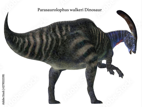 Parasaurolophus Dinosaur Tail with Font - Parasaurolophus with a cranial crest was a herbivorous Hadrosaur dinosaur that lived in North America during the Cretaceous Period. © Catmando
