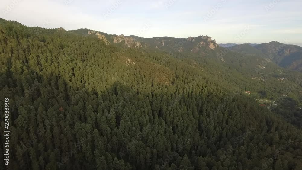 Forest aereal Forest aereal