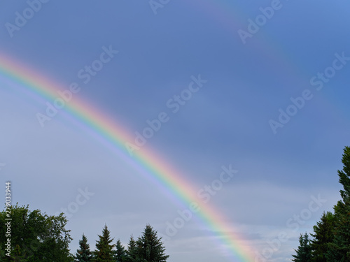 A beautiful bright rainbow forms over the forest canopy after an evening thundershower