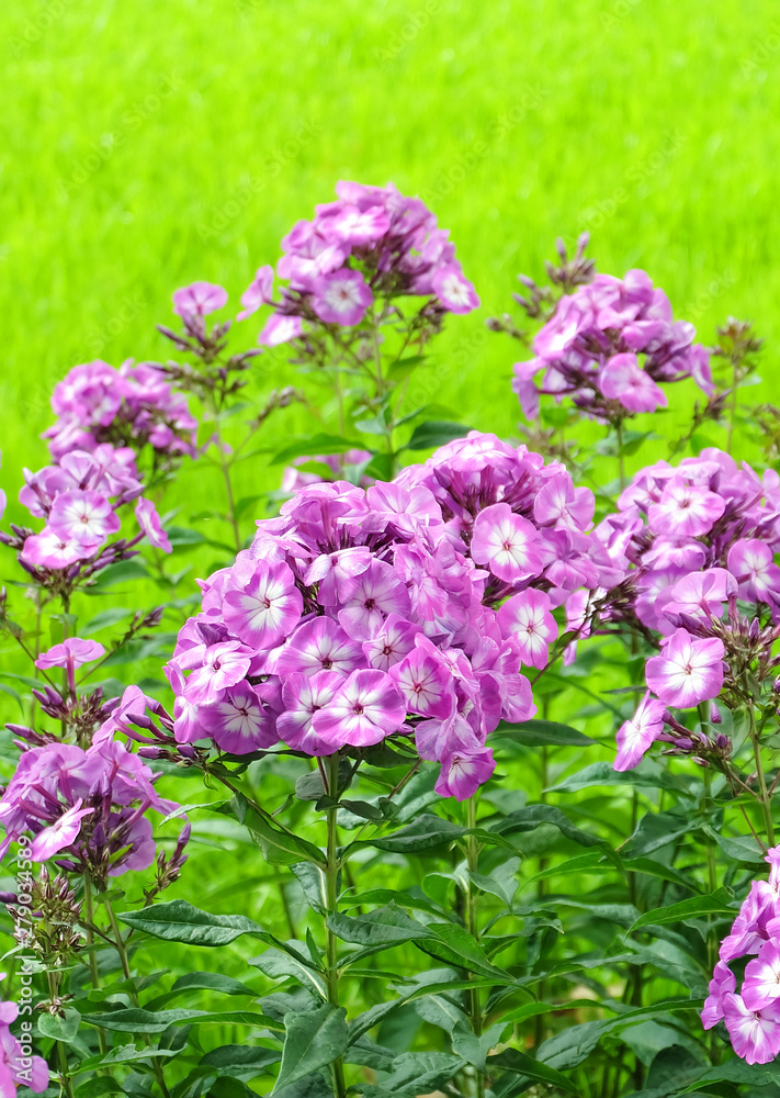 Violet-white phloxes on the background of bright green grass in the summer park Violet-white phloxes on the background of bright green grass in the summer park