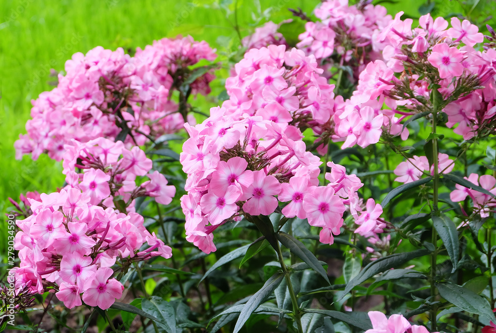 A bush of pink phloxes on a flowerbed in the summer in the park.