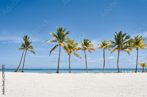 tropical beach with palm trees