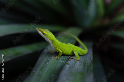 Texas / American green anole, lizard on a yucca plant photo