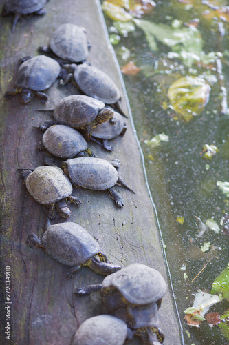 group of turtles relaxing on log