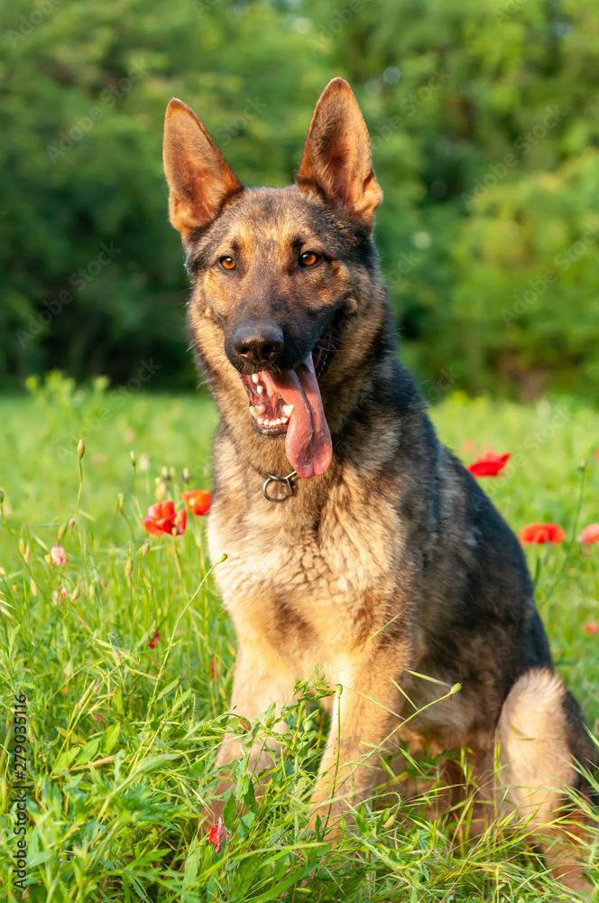 View on a german shepherd dog sitting on the green grass View on a german shepherd dog sitting on the green grass