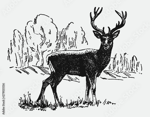Red deer stag cervus elaphus standing in landscape. Illustration after antique engraving from early 20th century