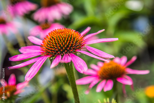 The Echinacea (commonly called coneflowers) flowers blooming