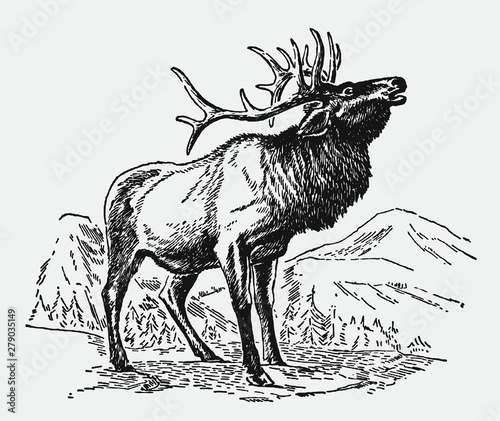 Male wapiti elk cervus canadensis standing in mountainous landscape and roaring, after antique engraving from early 20c. photo
