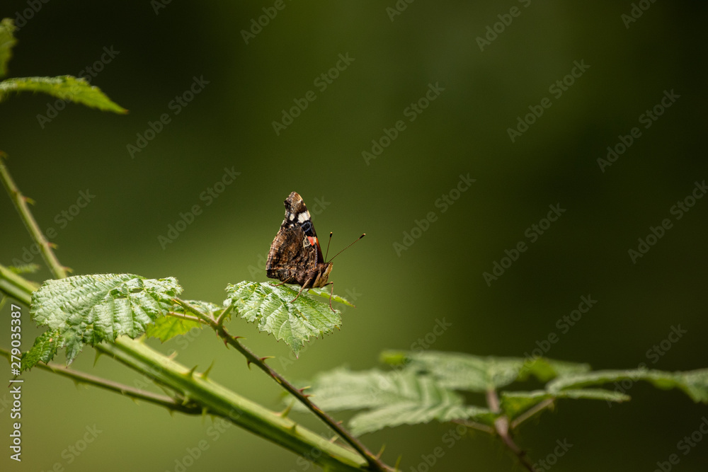 Red Admiral Butterfly on a Bramble Leaf Red Admiral Butterfly on a Bramble Leaf
