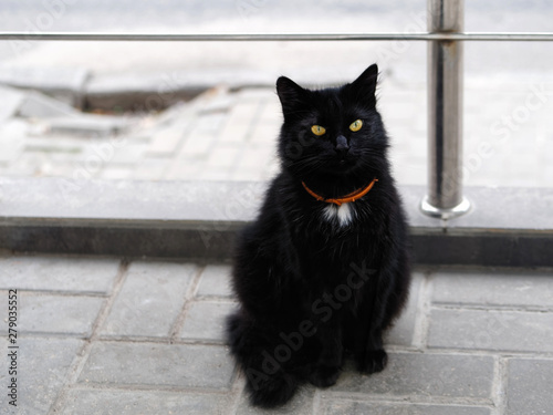 Funny fat black and white stray cat with amber eyes in red collar sitting on the porch carefully looking inside wants to enter into cozy city cafe photo