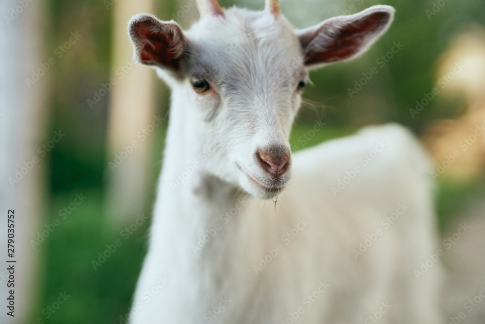 goat on the farm