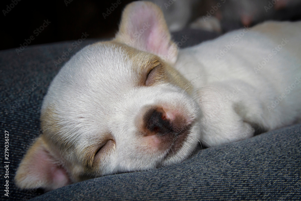 A cute sleepy white chihuahua puppy