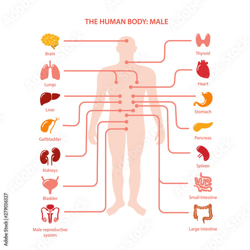 Set of colored icons of male internal organs in flat style over white background. Vector illustration