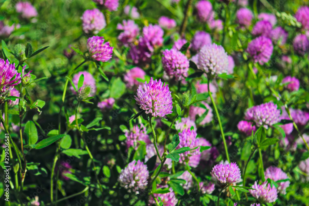 Blooming clover on a summer meadow. Blooming clover purple shade. Blooming clover on a summer meadow. Blooming clover purple shade.