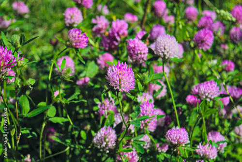 Blooming clover on a summer meadow. Blooming clover purple shade.